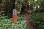 Trail Marker in Sehome Hill Arboretum by Lev Shuster